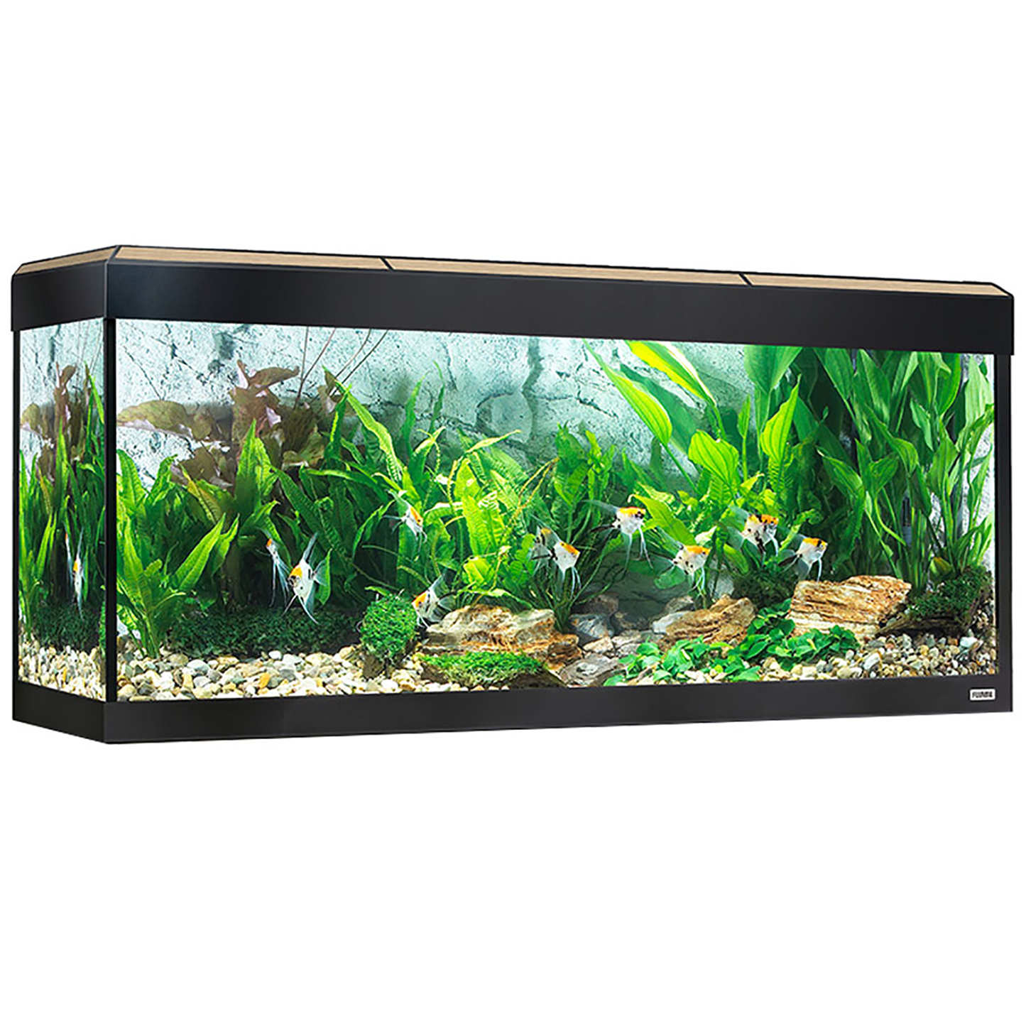 Fluval Roma 240 Bluetooth LED Akwarium 240L Dąb
