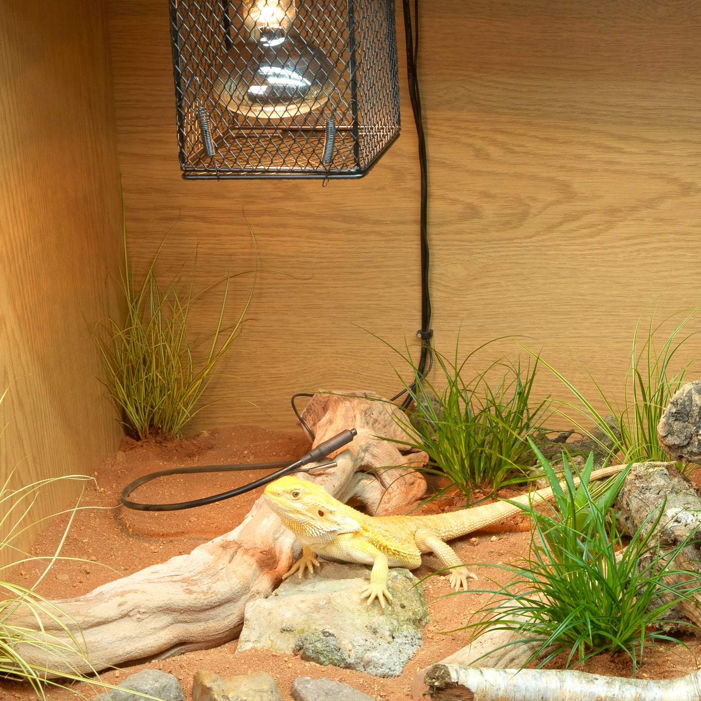 Reptile in a terrarium with a light fixture and natural elements.