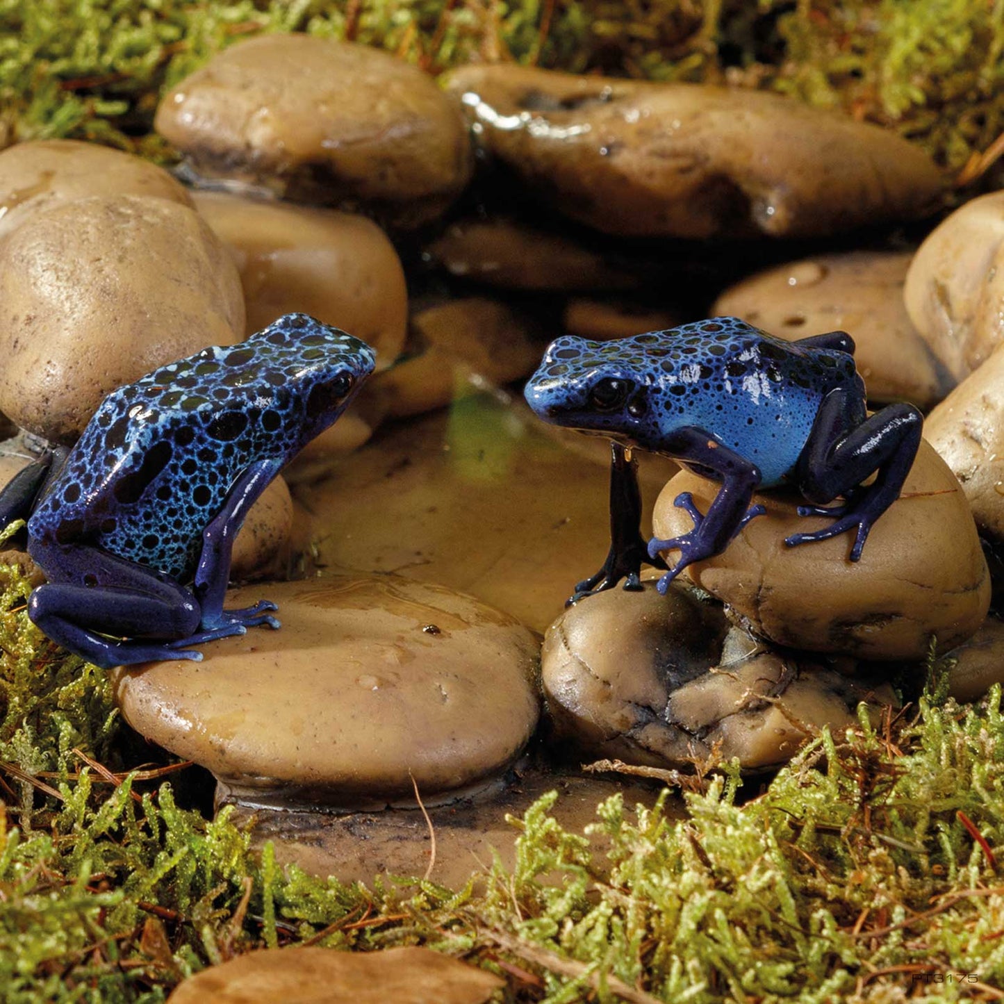 Exo Terra Frog Pond Pebble Water Dish Mały