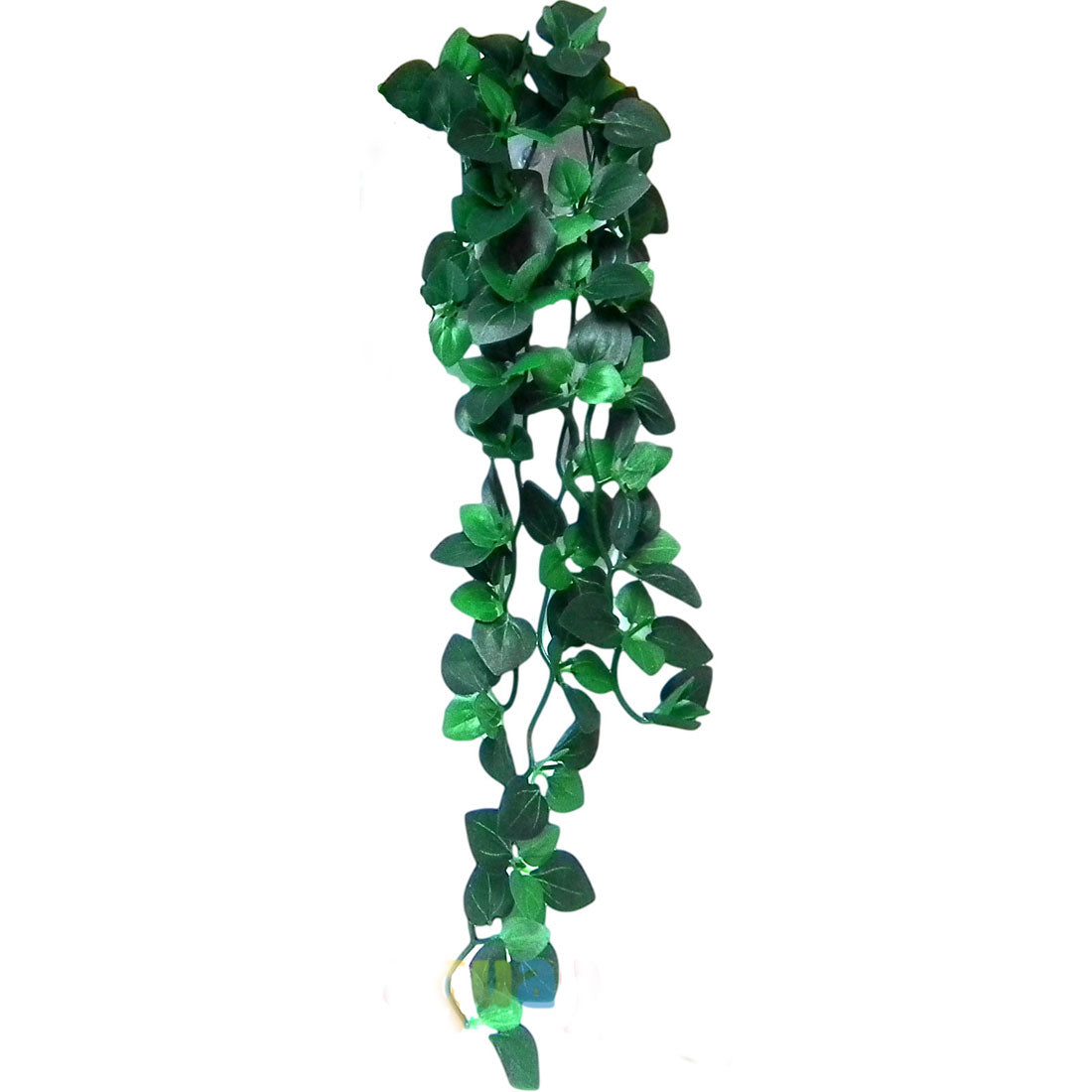 Vivarium Silk Plant Amapallo (Buy One Get One Free)