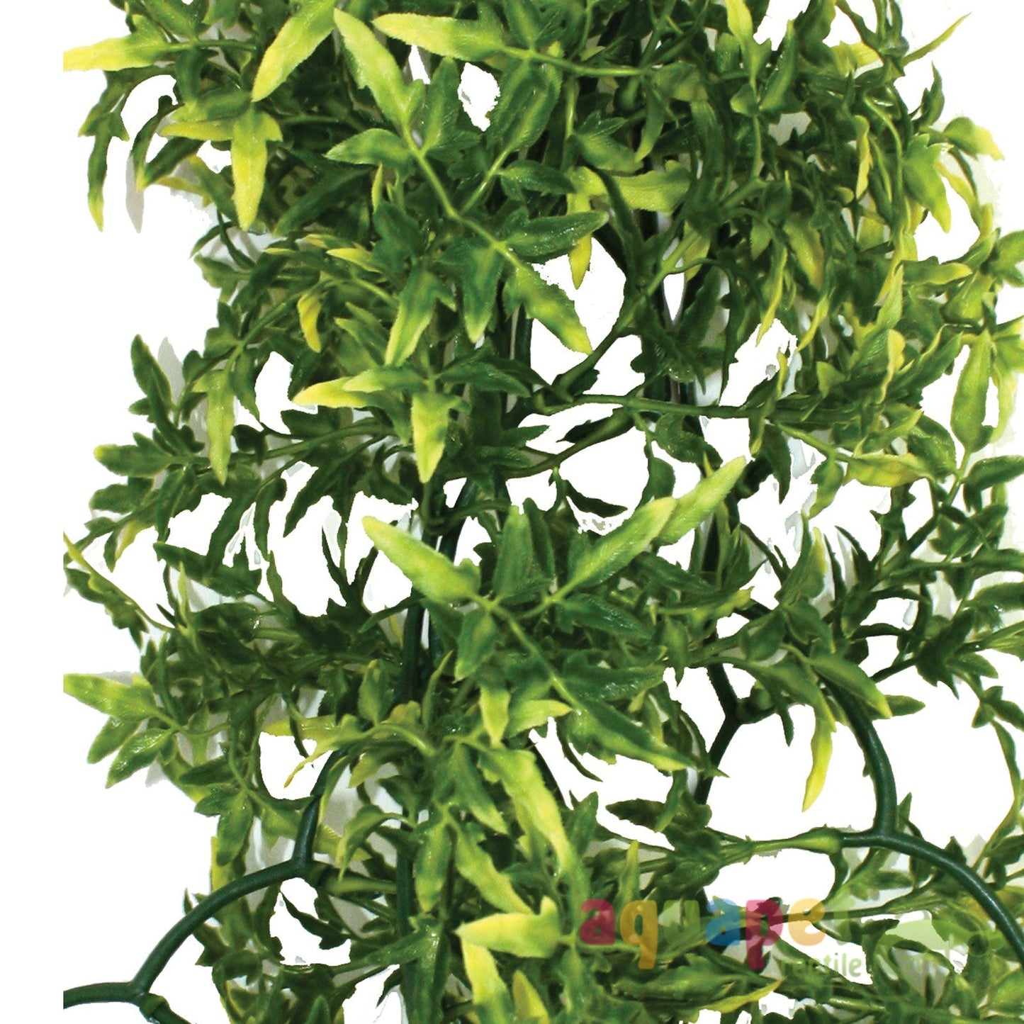 Komodo Croton Plant