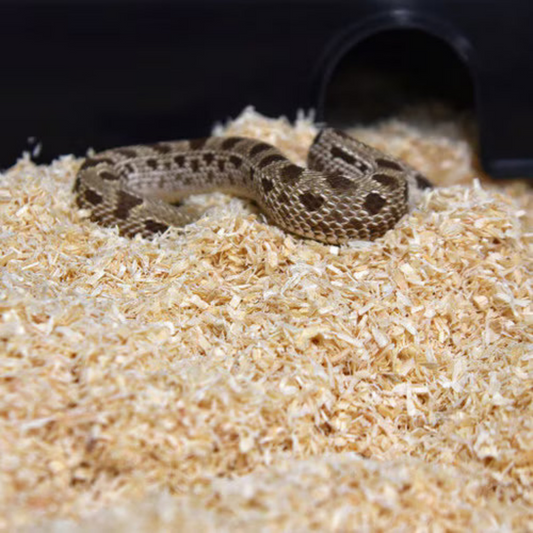 The Ultimate Guide to Fresh, Affordable Feeder Food: Why Keepers Trust Us