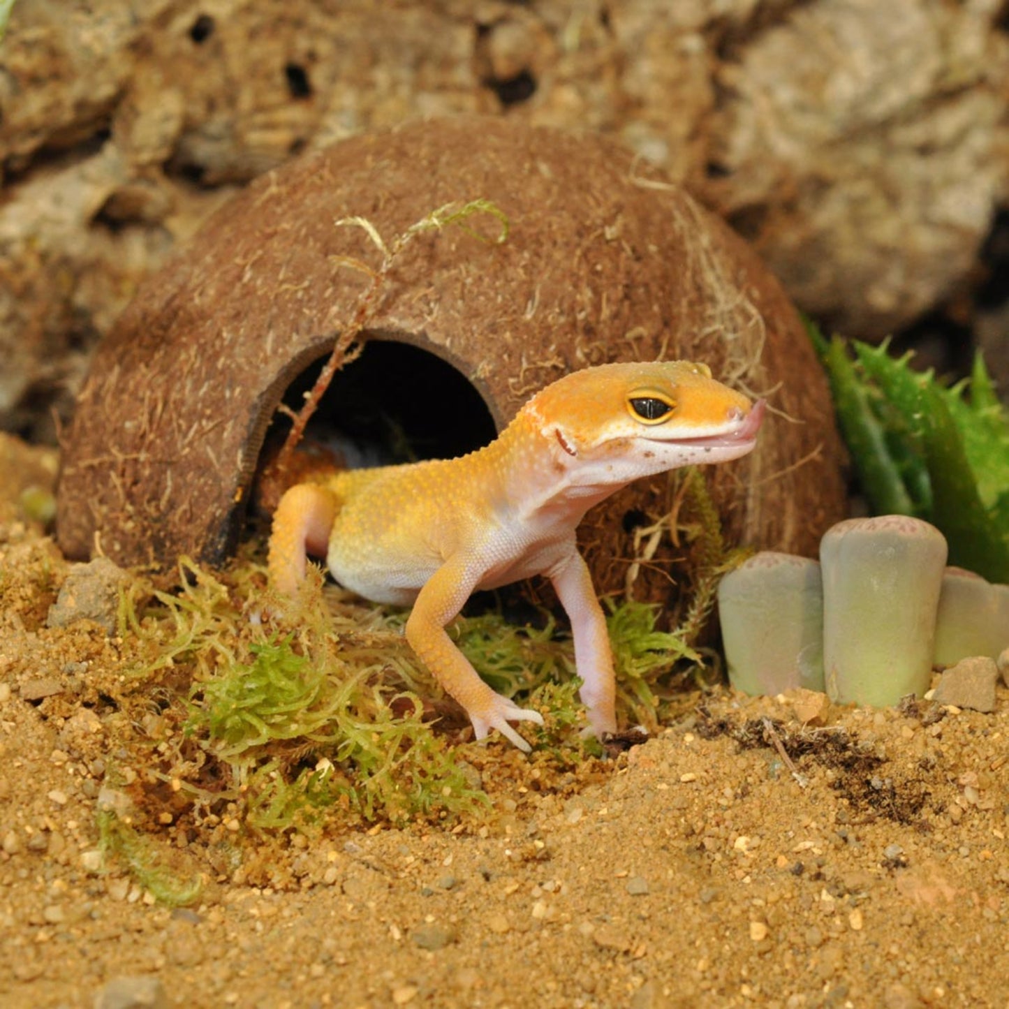 Gecko in front of a coconut shell hiding spot with plants and rocks in the background