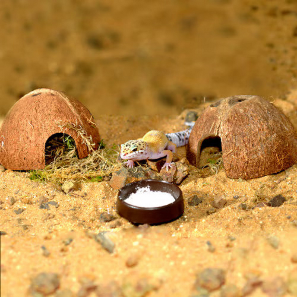HabiStat Leopard Gecko Starter Kit Accessories