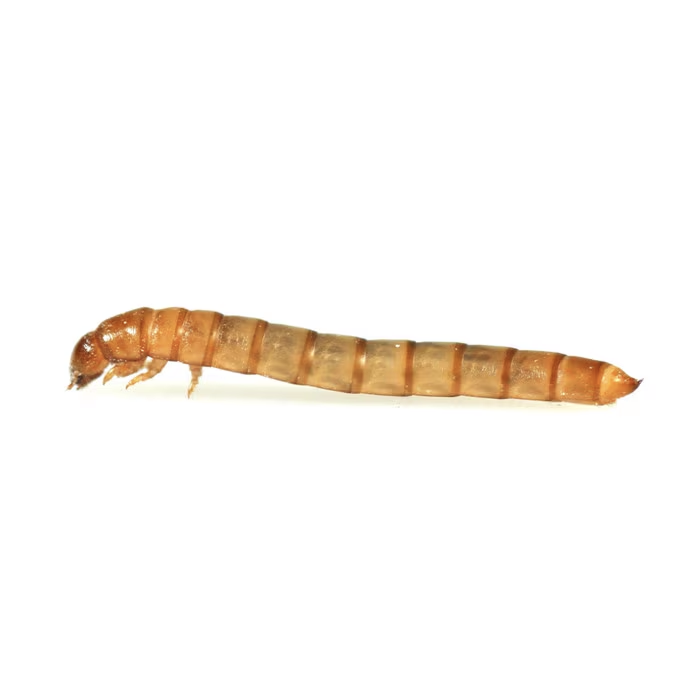 Larvae