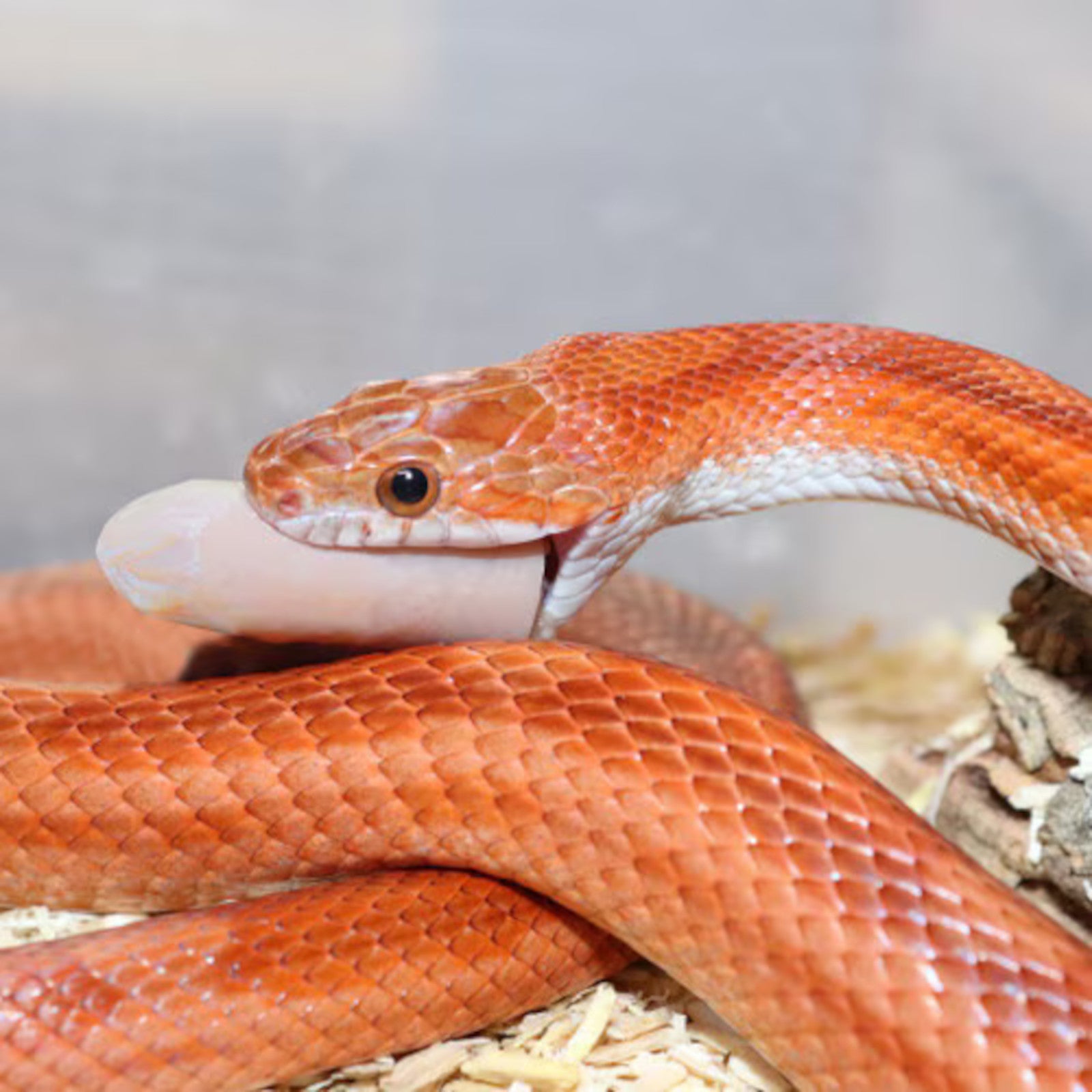 Arcadia EvoRX - Alternative Snake Food