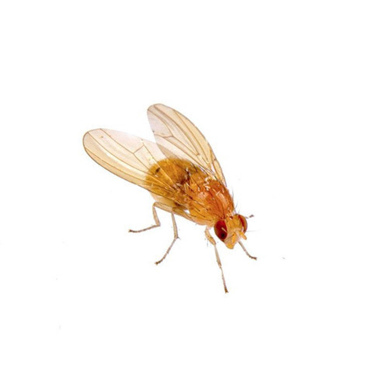 Fruit Fly