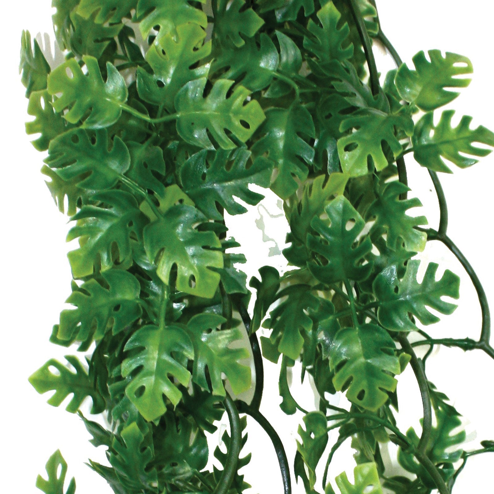 komodo philodendron plant Komodo Split Philodendron Plant – Phoenix Pet Supplies