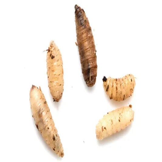 Larvae